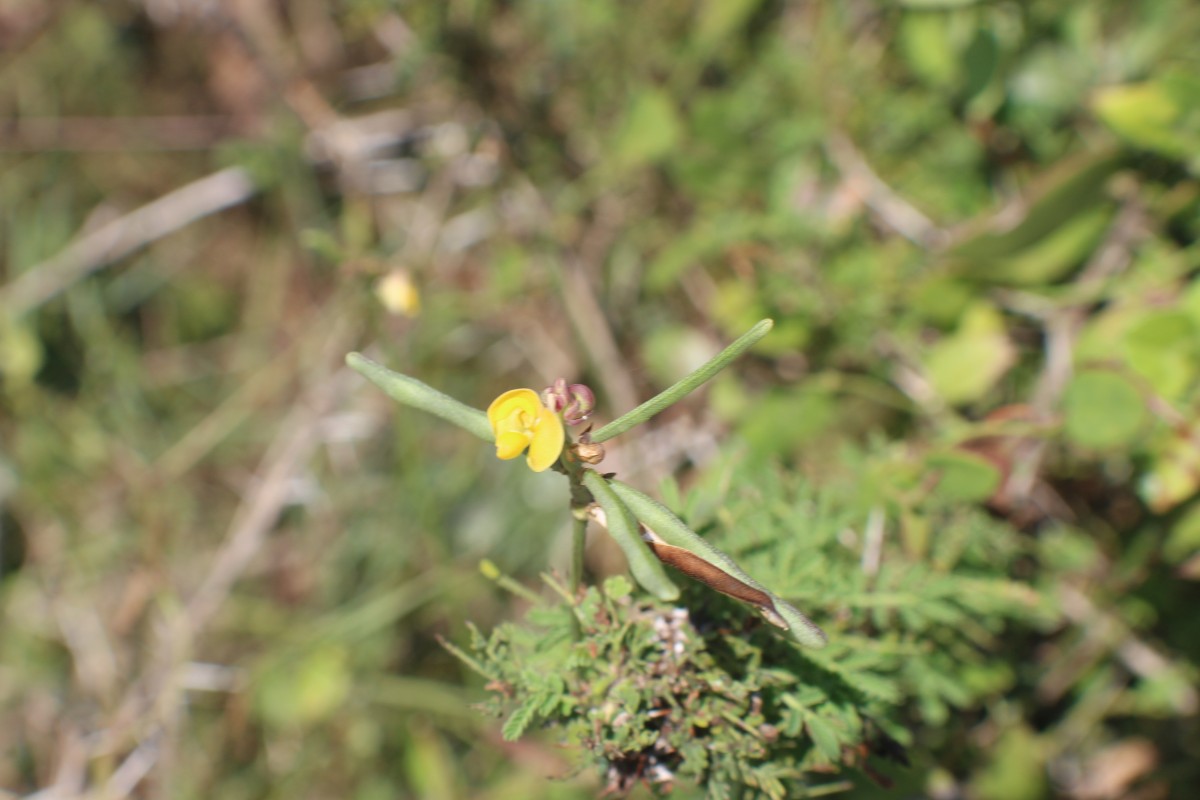 Vigna trilobata (L.) Verdc.